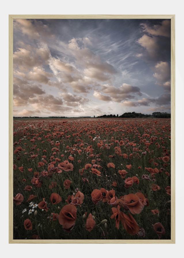 Poppy Field In Sweden Poszter